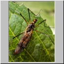 Nephrotoma crocata - Gelbbindige Schnake w04.jpg